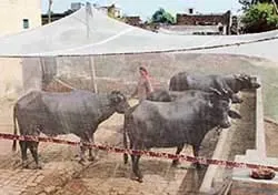 Divayanshi Mosquito Net HDPE Animal Mosquito Nets for Cow/Buffalo (Multicolour, 25 x 10 x 10 ft)