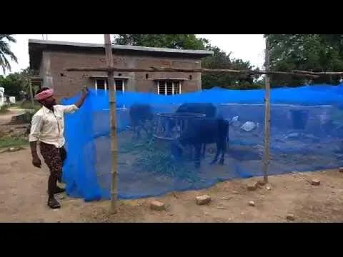 Divayanshi Mosquito Net HDPE Animal Mosquito Nets for Cow/Buffalo (Multicolour; 40 x 20 x 10 ft)