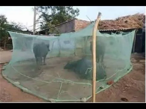 Divayanshi Mosquito Net HDPE Animal Mosquito Nets for Cow/Buffalo (Multicolour; 40 x 20 x 10 ft)