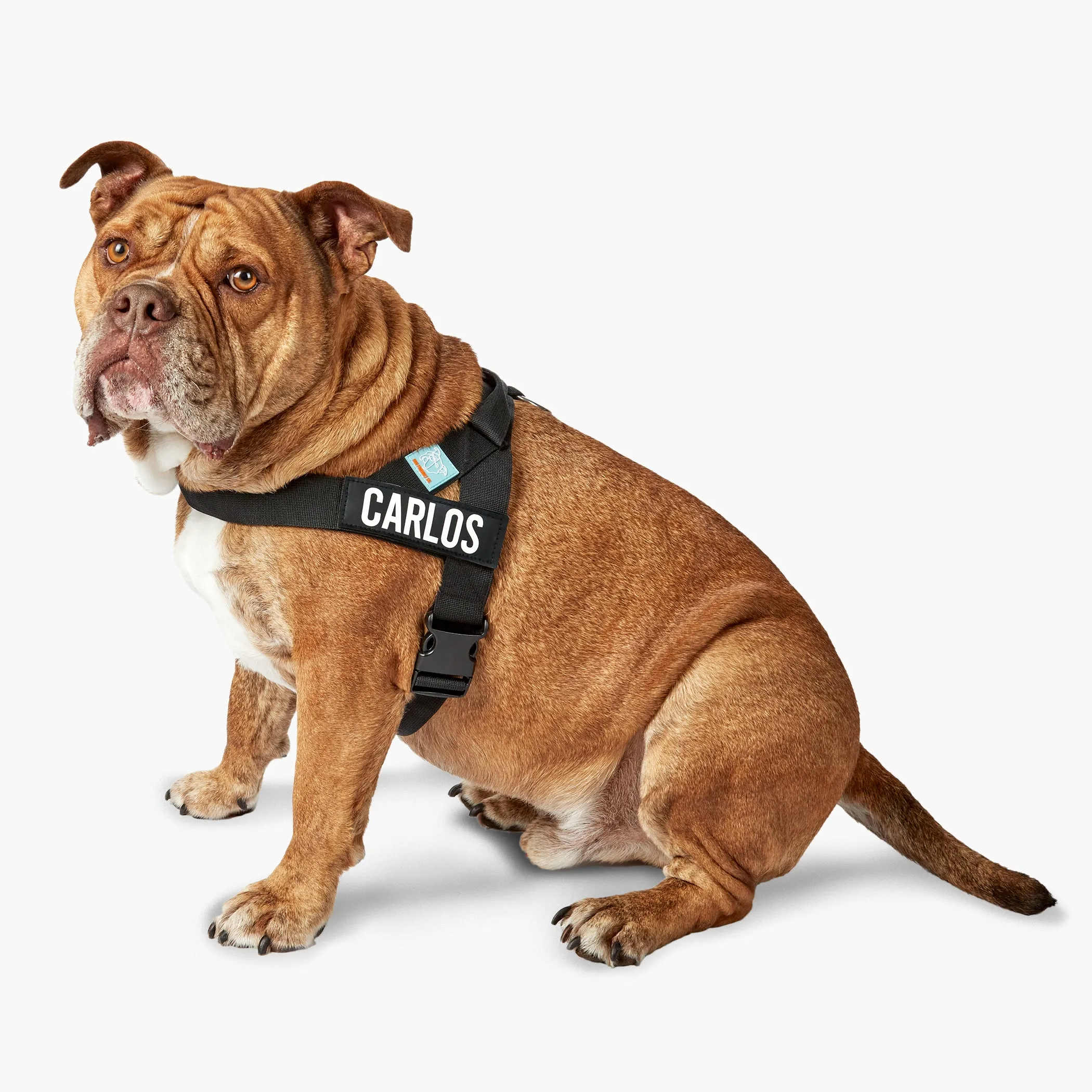 Dog Friendly Co. Dog Harness Black